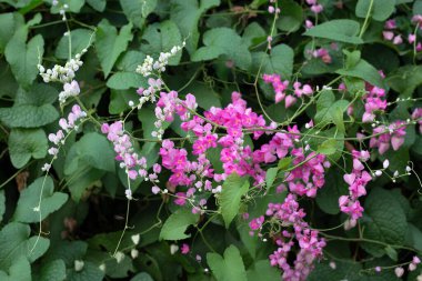 Meksikalı sürüngen, aşk zinciri, mercan sarmaşığı. Pembe çiçek