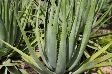 Aloe Vera taze yeşil yapraklar eker