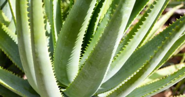 Aloe Vera taze yeşil yapraklar eker