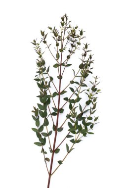 Green leaves of eucalyptus on white