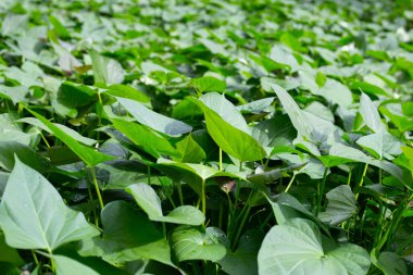 Tatlı patates bitkisinin yeşil yaprakları