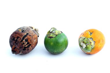 Beyaz arkaplanda Betel fındığı.