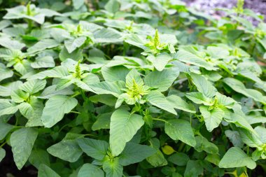 Bahçedeki yeşil çiçek.