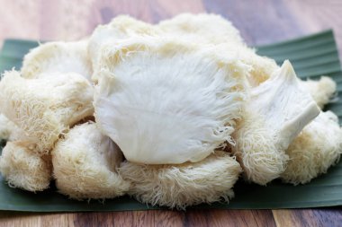 Beyaz arka planda taze aslan yelesi mantarı. (Yamabushitake Mantarı)