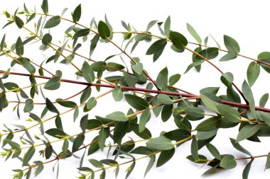 Green leaves of eucalyptus on white