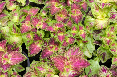 Bahçeye boyalı ısırgan otu.