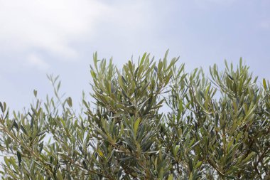 Mavi gökyüzü olan zeytin ağacı