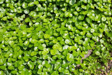 Centella asiatica (gotu kola). Taze yeşil yapraklı bitki arka planı.