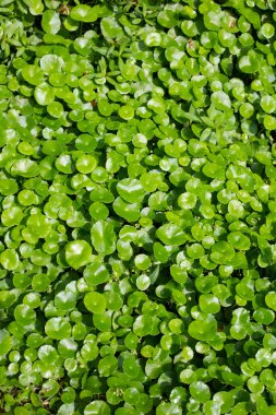 Centella asiatica (gotu kola). Taze yeşil yapraklı bitki arka planı.