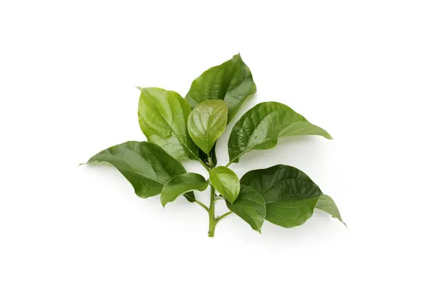 stock image Avocado leaves on white background.