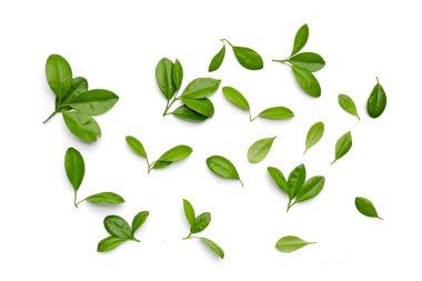 Beyaz arkaplanda taze narenciye yeşil yaprakları.