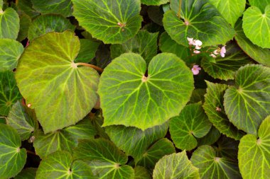 Bahçedeki begonya bitkileri