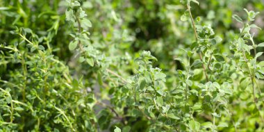 Bahçede taze bitkiler