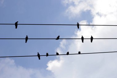siluet kuşlar üstünde tel kablo mavi gökyüzü