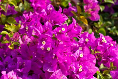 Beautiful bougainvillea flowers with green leaves