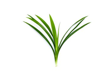 Pandan beyaz zemin üzerine bırakır..