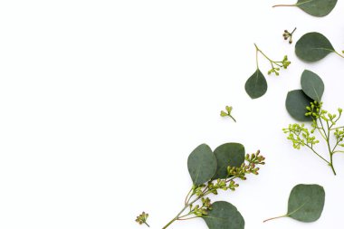 Beyaz arka planda okaliptüs yaprakları. Yeşil yaprak dalları.