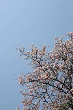 Trompet Ağacı, Pembe Poui, Yeni Dünya Trompeti, Rosy Trompet