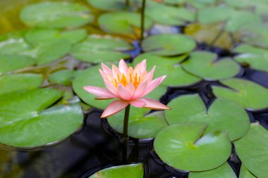 Güzel sulu zambak ya da yeşil yapraklı nilüfer çiçeği