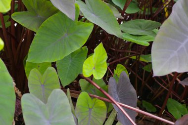 Siyah Fil. Kulak Bitkisi, Fil Kulak Kara Büyü