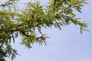 Meyveli Phyllanthus emblica ağacı (Hint Bektaşi üzümü, Amla)