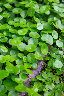 Centella asiatica (gotu kola). Taze yeşil yapraklı bitki arka planı.