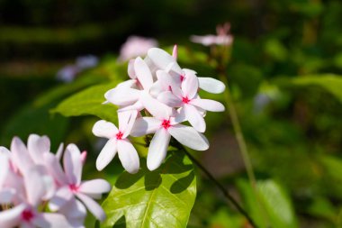Kopsia meyveli pembe çiçek bahçede.