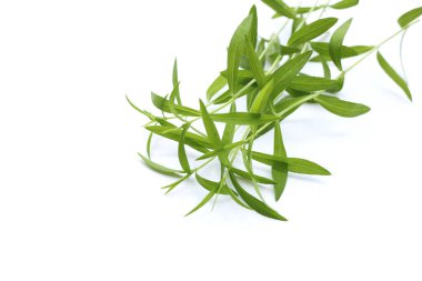 Beyaz arkaplanda taze tarhun.