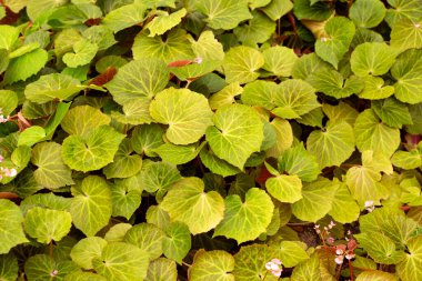 Bahçedeki begonya bitkileri