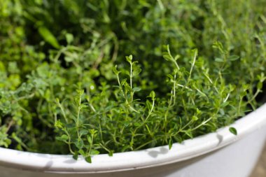 Bahçede taze limonlu kekik otları