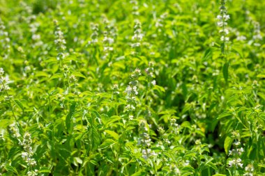 Limon fesleğeni, fesleğen, kıllı fesleğen