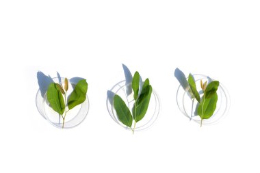 Beyaz arka plandaki petri kabında taze okaliptüs yaprakları..