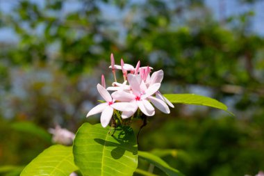 Kopsia meyveli pembe çiçek bahçede.