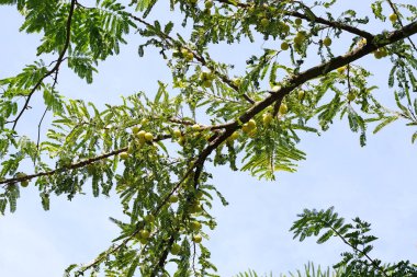 Meyveli Phyllanthus emblica ağacı (Hint Bektaşi üzümü, Amla)