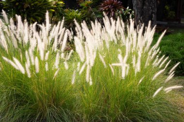 Fountain grass or pennisetum alopecuroides