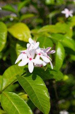 Kopsia meyveli pembe çiçek bahçede.