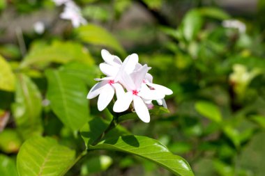 Kopsia meyveli pembe çiçek bahçede.