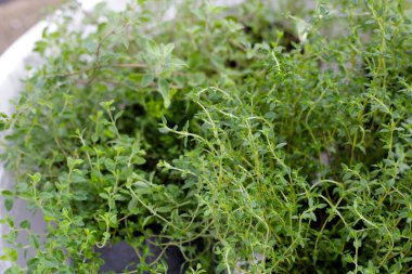 Bahçede taze bitkiler