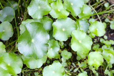 Gotu kola, Asya pennywort, Hint pennywort. 