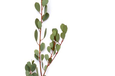 Beyaz arka planda okaliptüs yaprakları. Yeşil yaprak dalları.