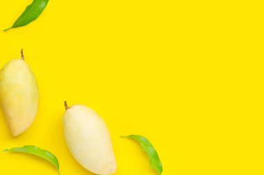 Tropik meyve, sarı arka planda mango. Üst görünüm