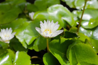 Güzel sulu zambak ya da yeşil yapraklı nilüfer çiçeği