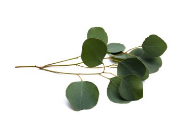 Green leaves of eucalyptus on white
