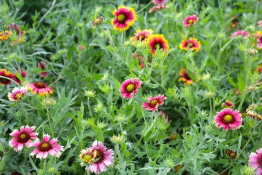 Firewheel, Hint battaniyesi, Battaniye çiçeği