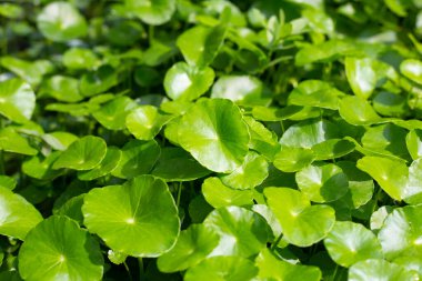 Centella asiatica (gotu kola). Taze yeşil yapraklı bitki arka planı.