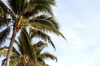 Hindistan cevizi palmiyesi mavi gökyüzü