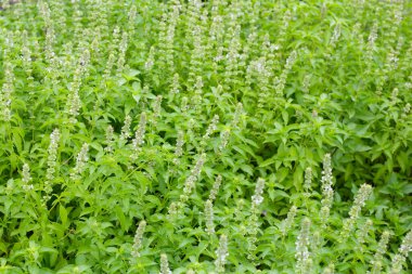 Limon fesleğeni, fesleğen, kıllı fesleğen