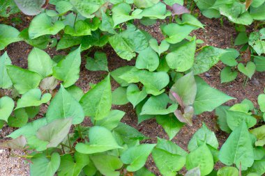 Tatlı patates bitkisinin yeşil yaprakları
