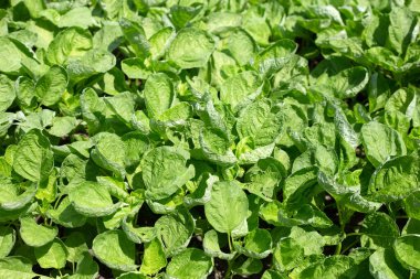 Sebze tarlasında yeşil ıspanak