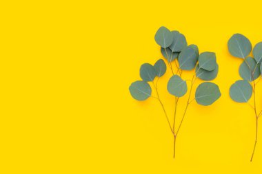 Sarı arka planda yeşil okaliptüs yaprakları.